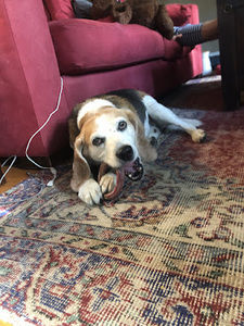 Meet your Posher, Ingrid